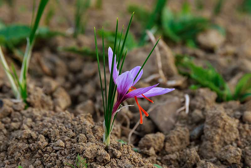 saffron-05
