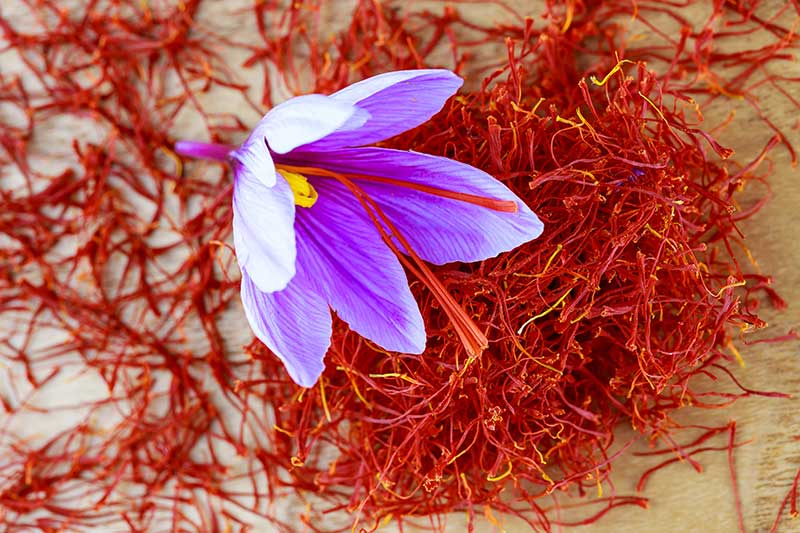 saffron-06
